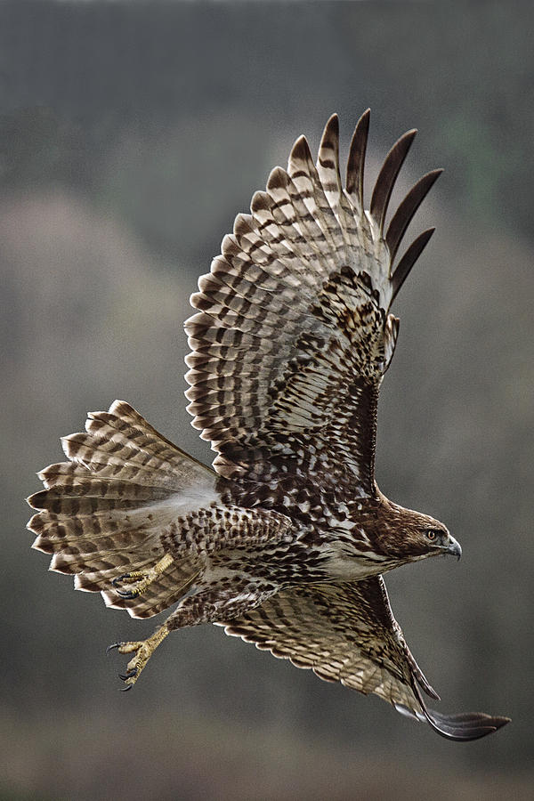 Hawk Photograph - Hawk In Flight by Wes and Dotty Weber