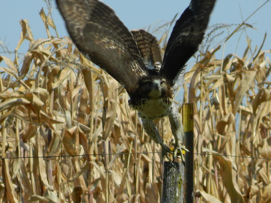 Hawk in Flight Photograph by Danny Murphy - Fine Art America