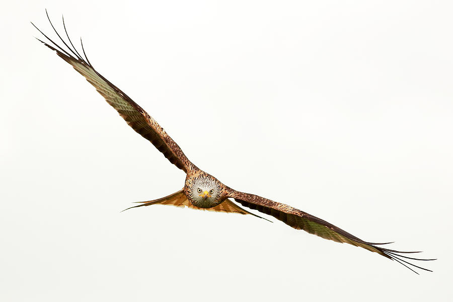 Hawk in flight Photograph by Grant Glendinning