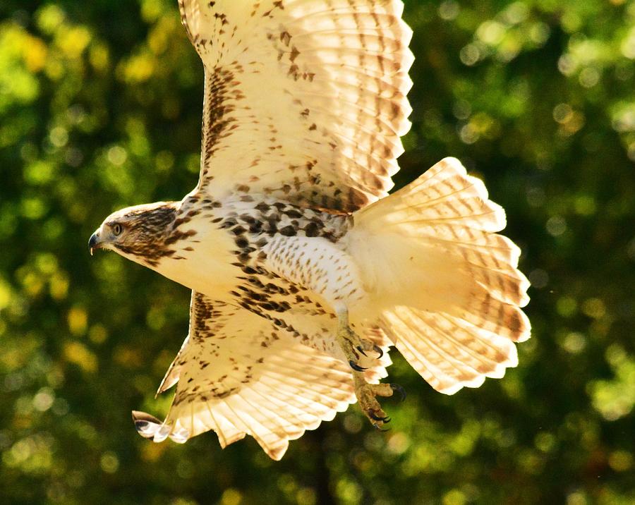 Hawk in flight Photograph by Judy Genovese