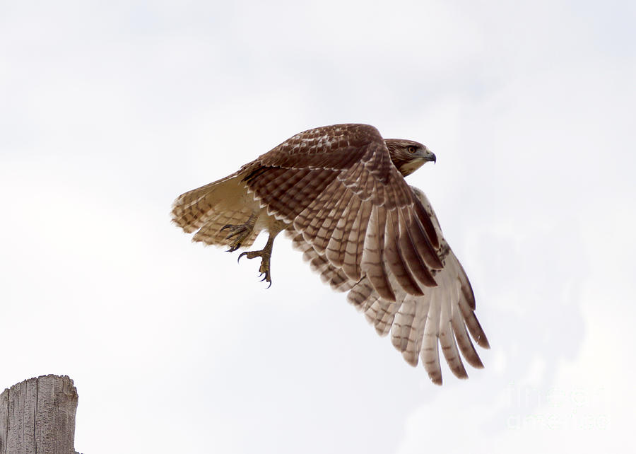 Bird Photograph - Hawk in flight by Lori Tordsen