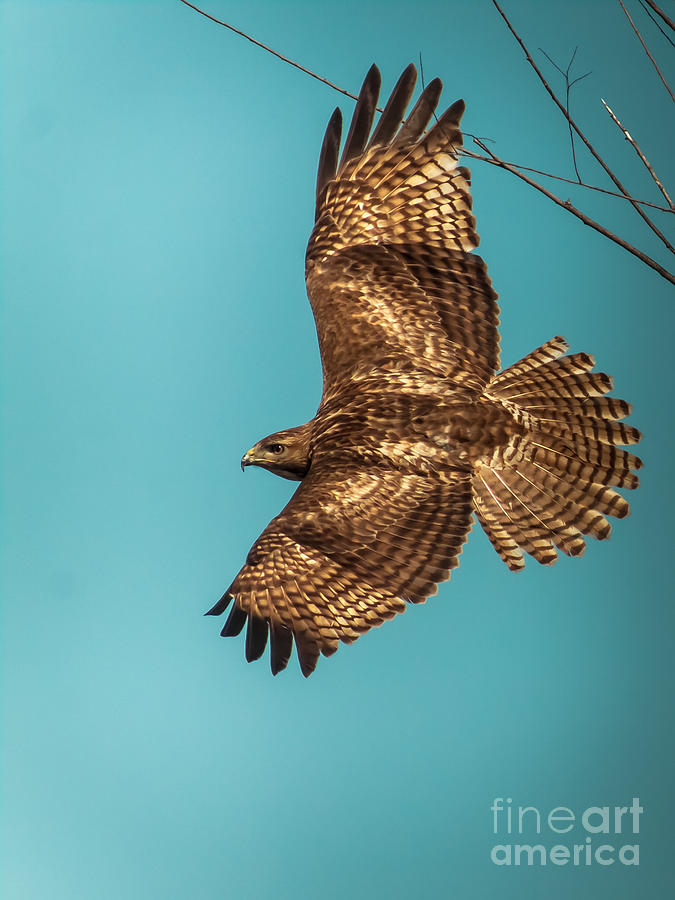 Hawk In Flight Photograph by Robert Frederick