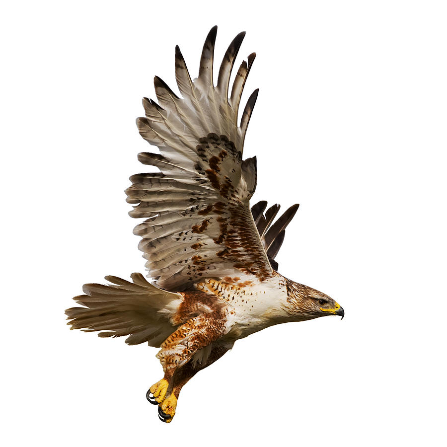 Hawk in flight. Photograph by Steve Mcsweeny