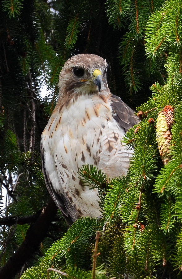 Hawk in Pine Photograph by Michael Hubley
