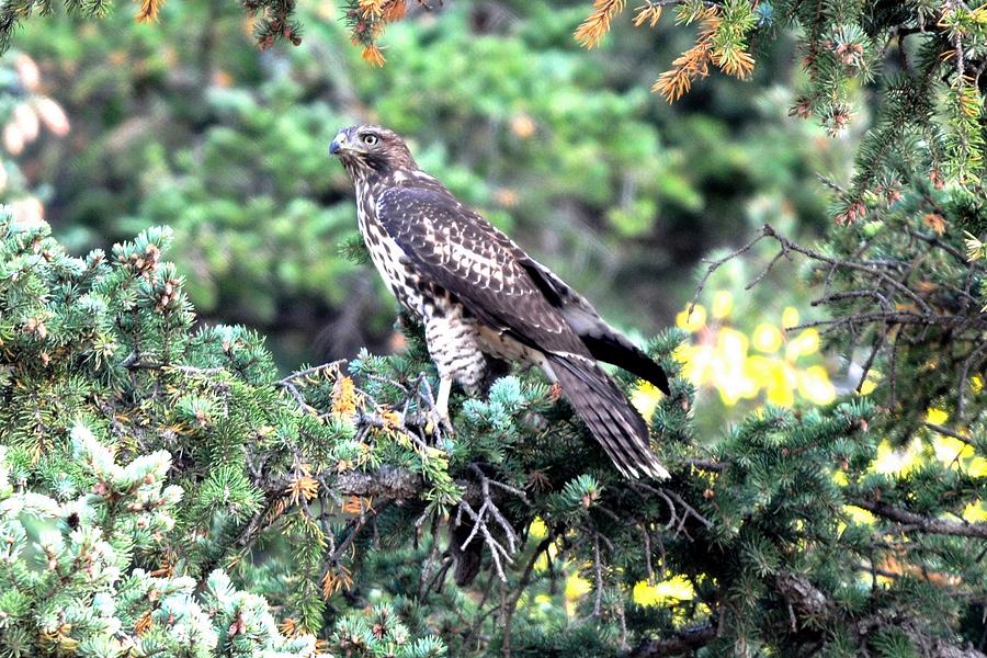 Hawk in Pine Tree Photograph by Marilyn Burton