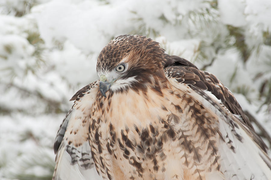 Hawk in Snow Photograph by Joye Ardyn Durham