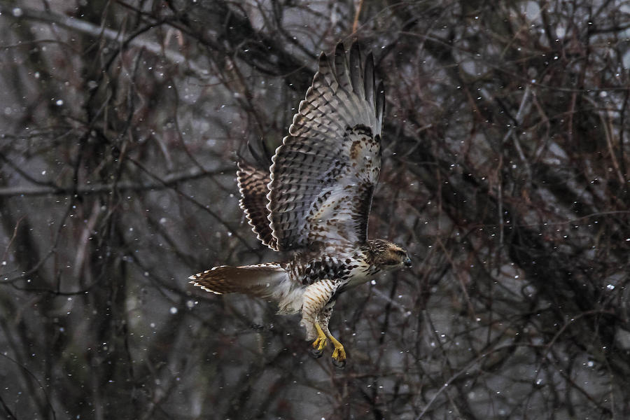Hawk Photograph - Hawk In Snow by Nathan Harker