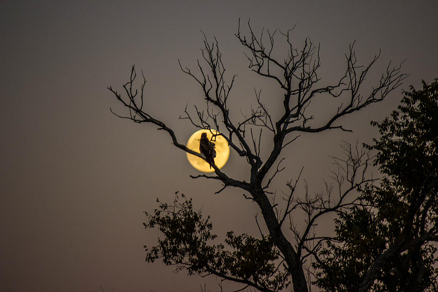 Hawk Photograph - Hawk in the Moon by Dean Chytraus