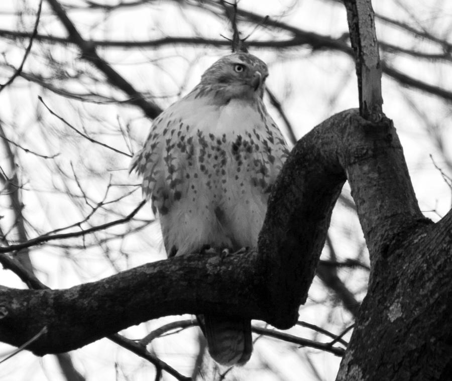 Image result for hawk in tree