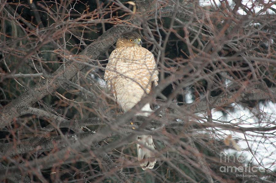 Hawk in Winter Branches Photograph by Veronica Batterson