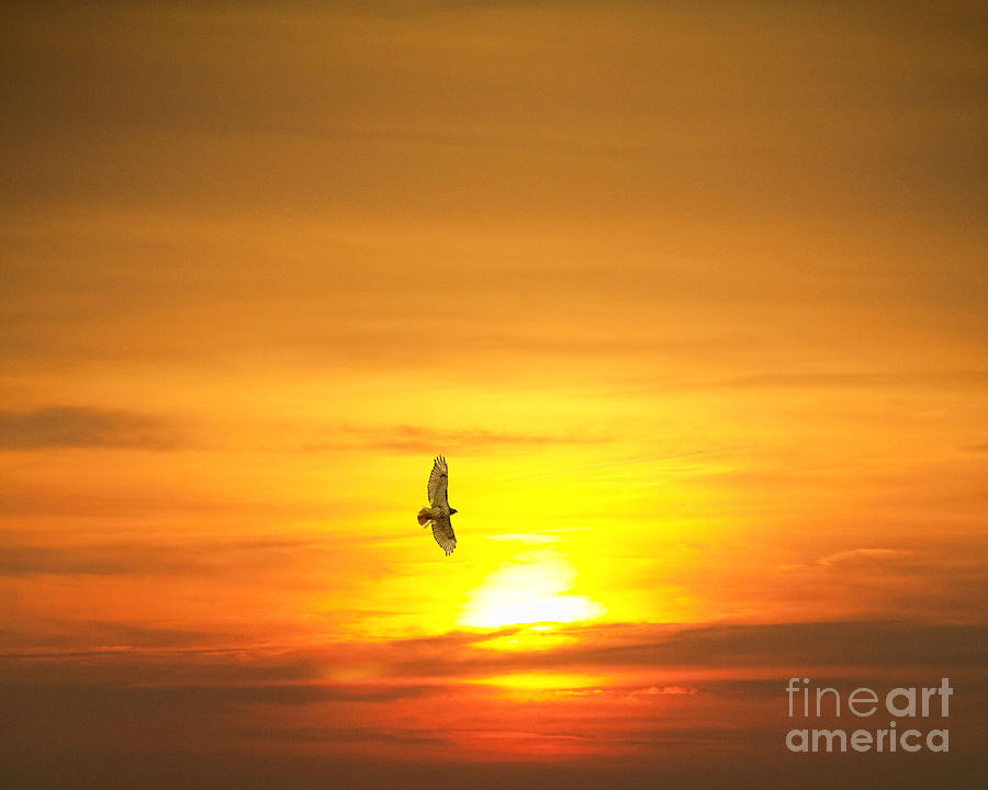 Hawk into the sunset Photograph by Jim Lepard