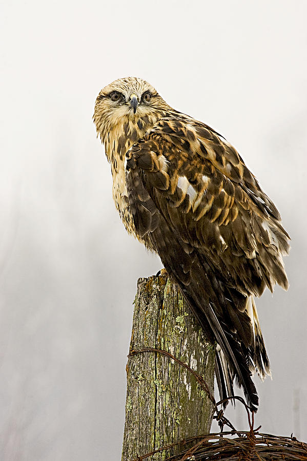 Hawk Photograph by Jack Milchanowski