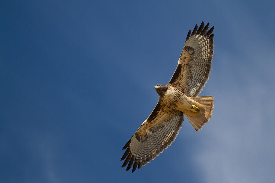 Hawk Photograph by James L Davidson