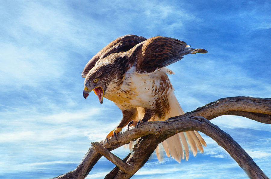 Hawk Landing Photograph by Barbara Manis