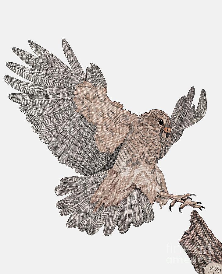 Hawk Drawing - Hawk Landing by Calvert Koerber
