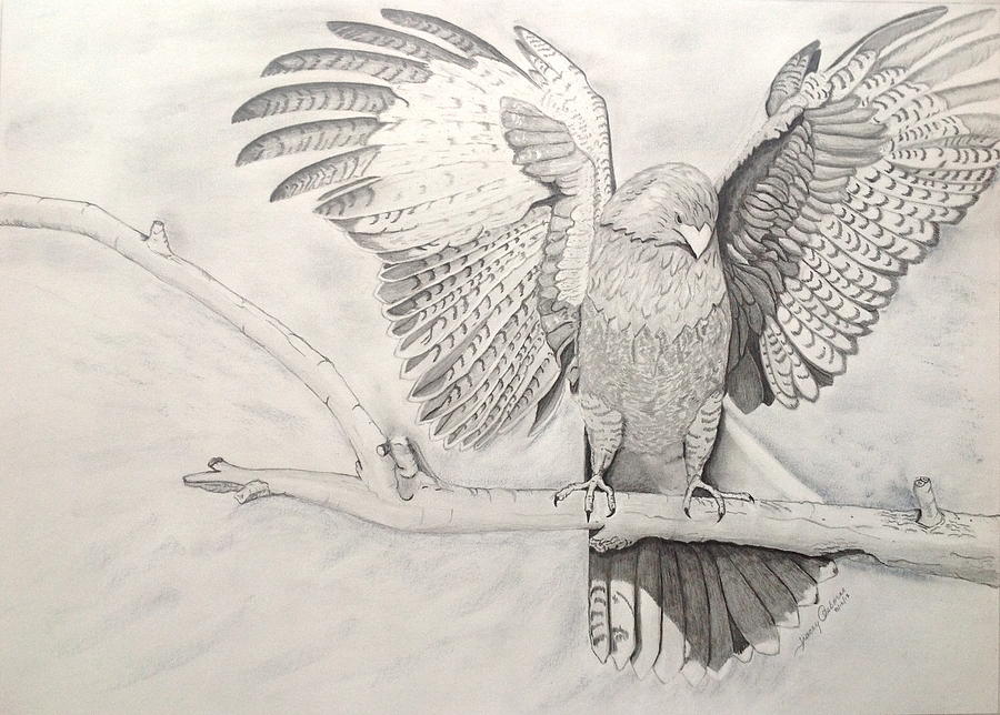 Hawk Landing Drawing by Tracey Osborne - Pixels