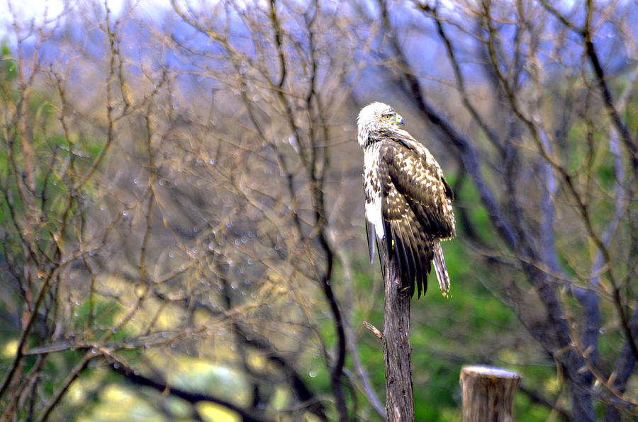 Hawk Photograph by Linda Cox