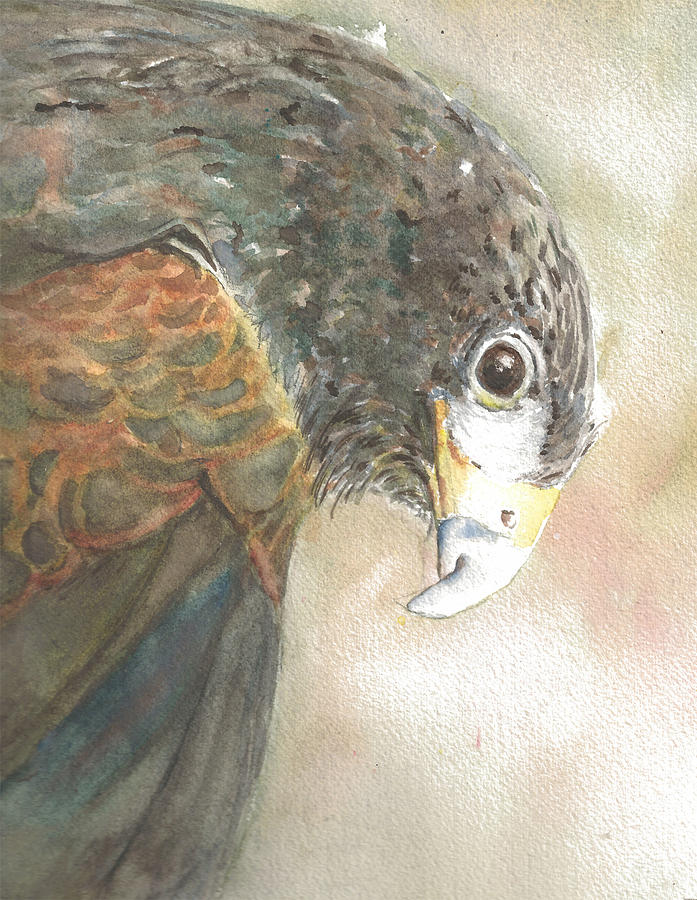 Hawk Painting by Maureen Moore