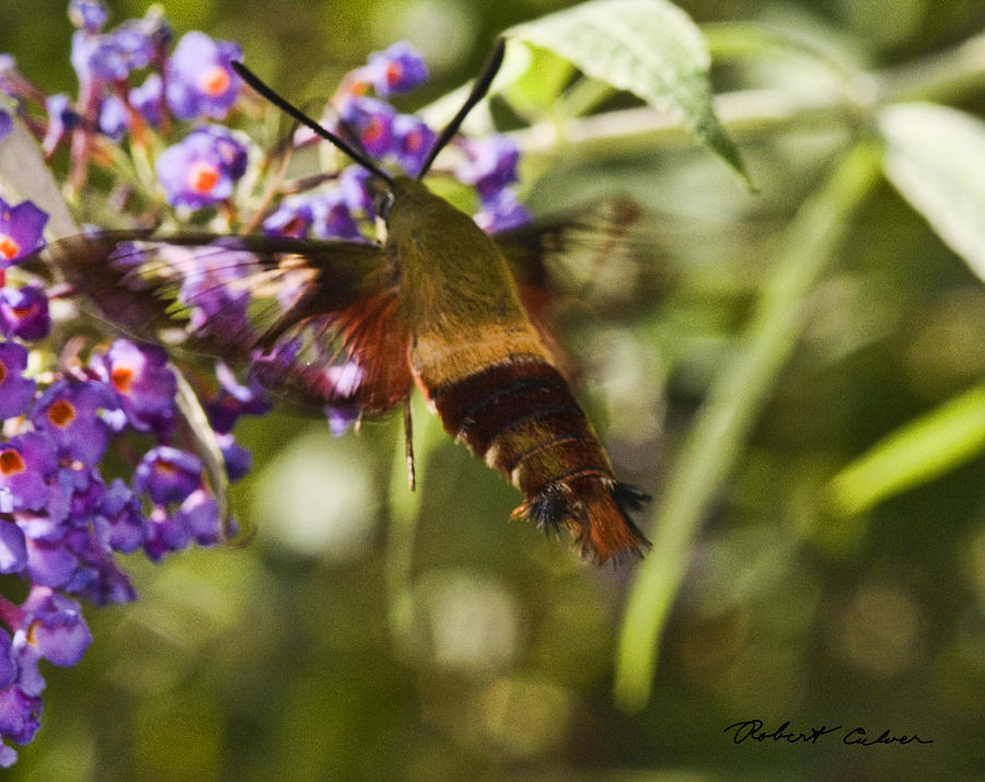 Hawk Moth I Photograph by Robert Culver