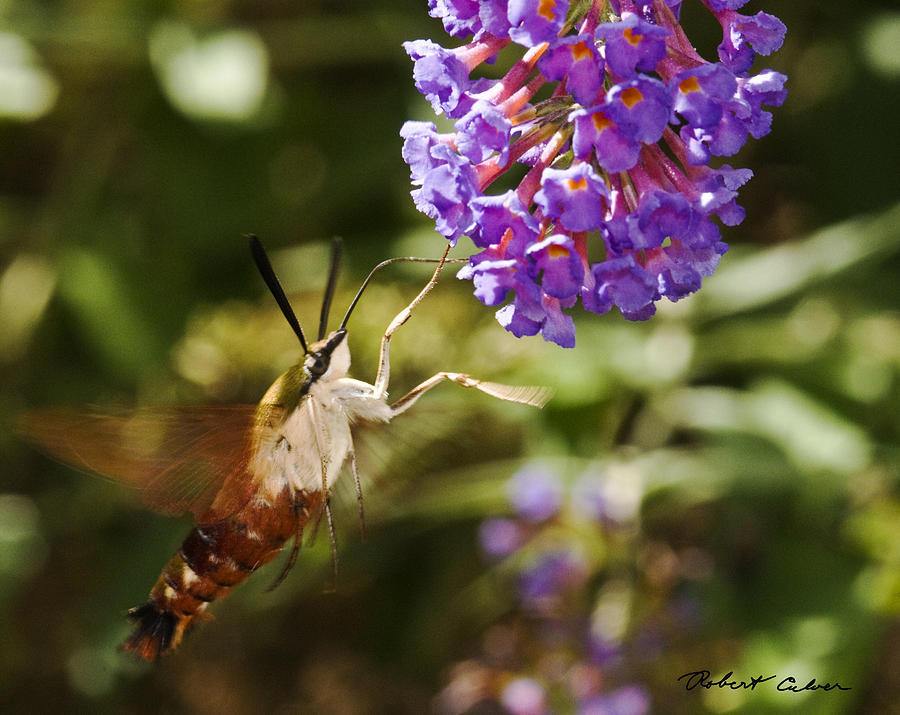 Hawk Moth II Photograph by Robert Culver
