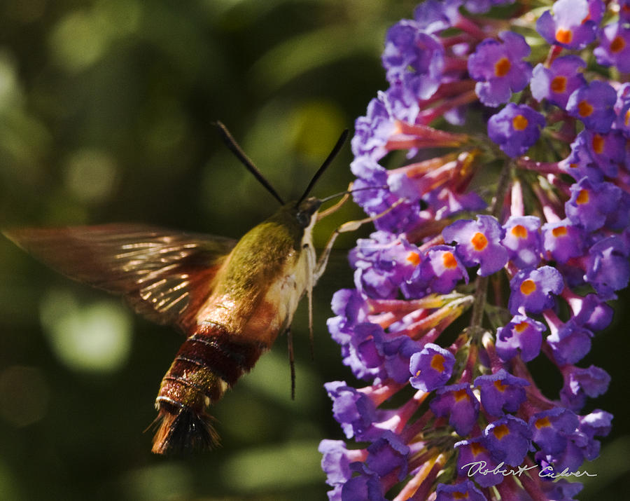 Hawk Moth III Photograph by Robert Culver