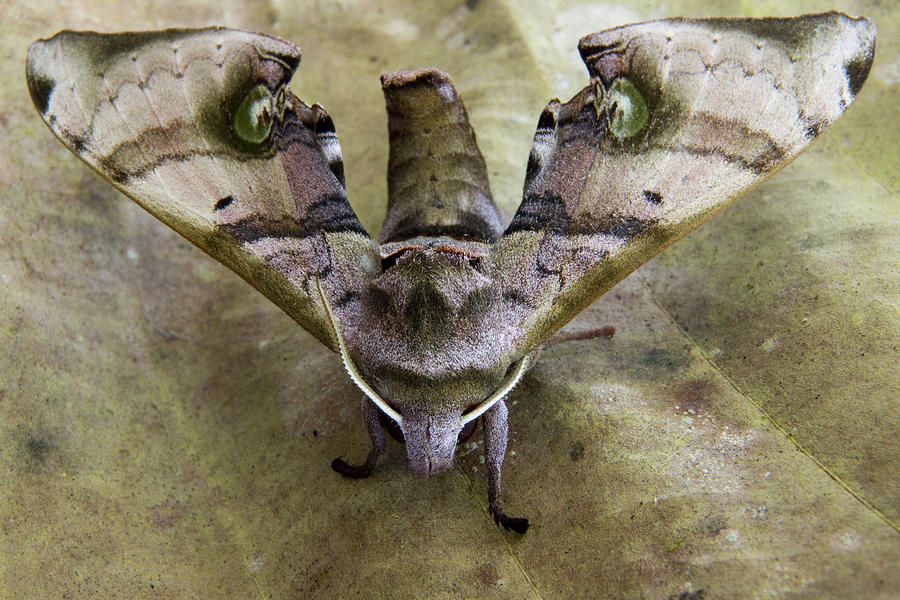 Hawk Moth Sabah Borneo Photograph by Sebastian Kennerknecht