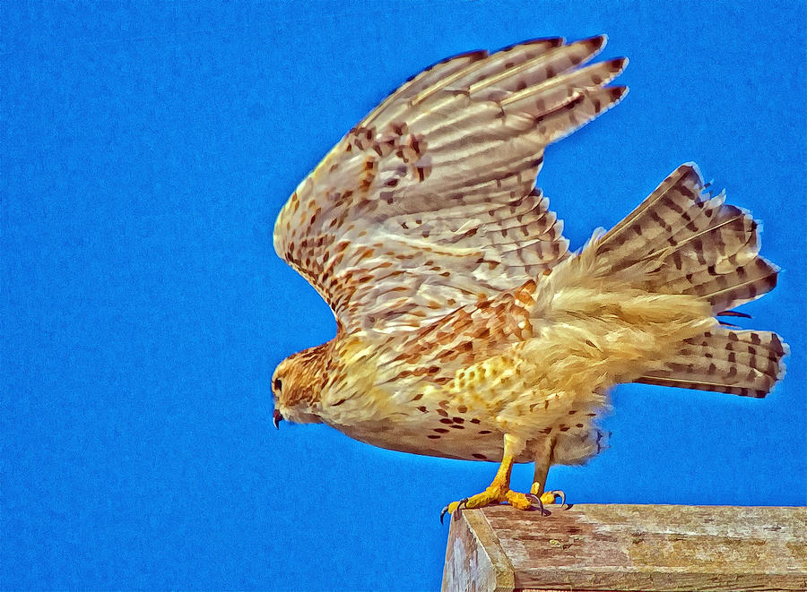 Hawk Off Photograph by Constantine Gregory
