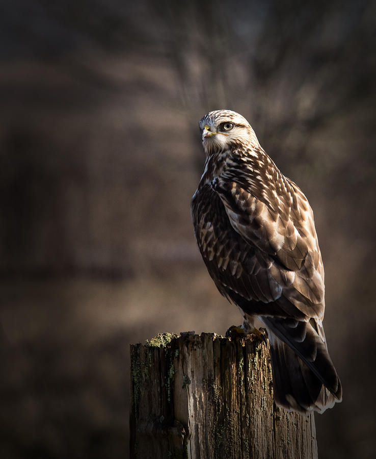 Hawk On A Post Photograph by Randy Hall