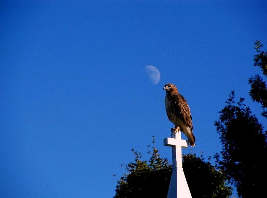 Hawk on Cross Photograph by Lee Wiens - Fine Art America