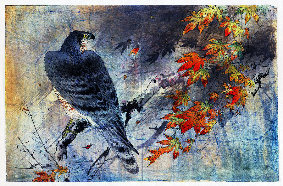 Hawk Digital Art - Hawk on Maple Branch by Carol Pietrantoni