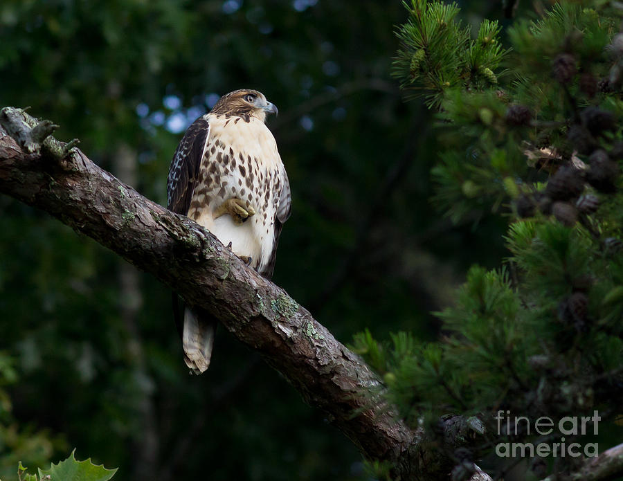 Hawk on Norris Lake Photograph by Douglas Stucky