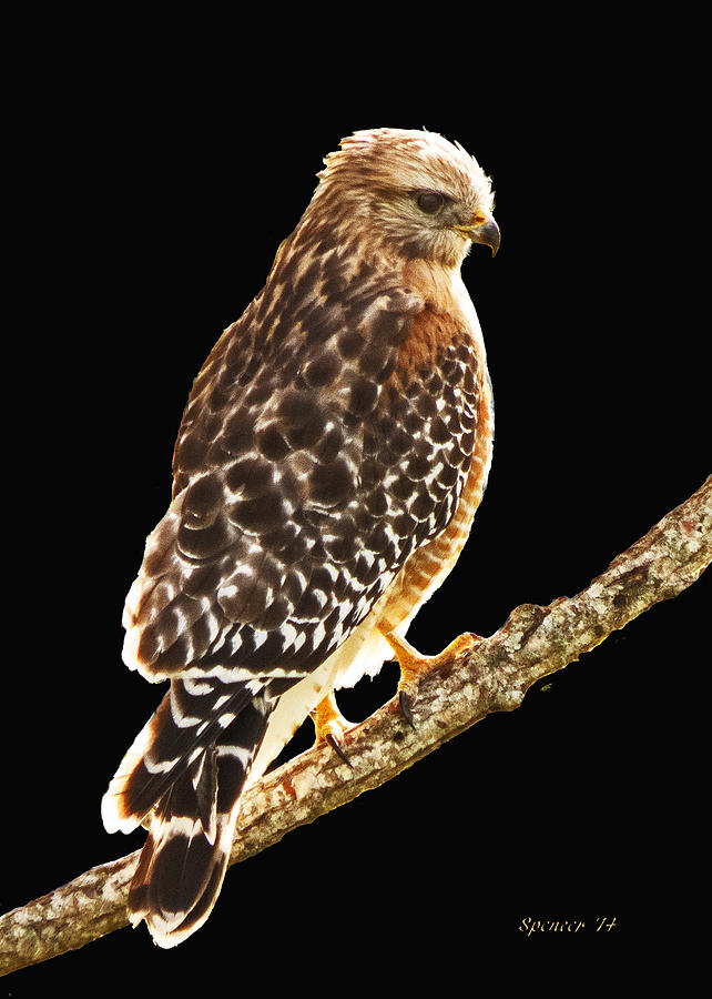 Hawk on Perch Photograph by T Guy Spencer