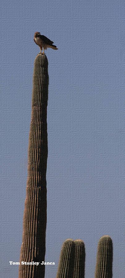 Hawk On Saguaro Photograph by Tom Janca