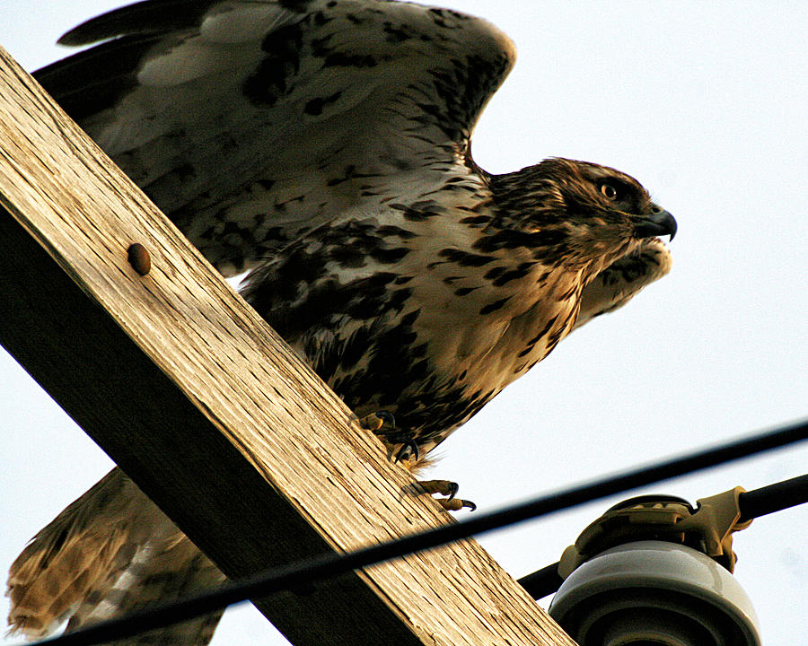 Hawk on Telephone Pole Photograph by William Selander
