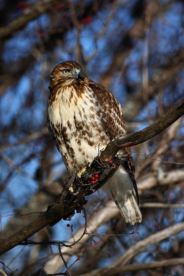 Hawk On The Hunt Photograph by Mike Farslow