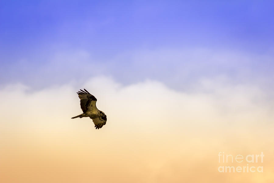 Osprey Photograph - Hawk over Head by Marvin Spates