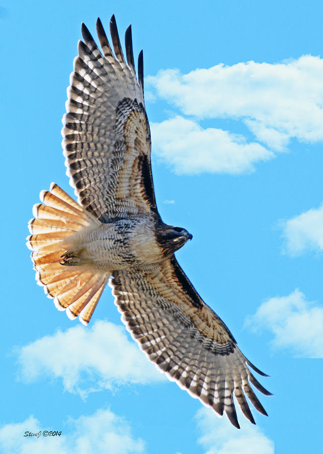 Hawk Overhead Photograph by Stephen Johnson