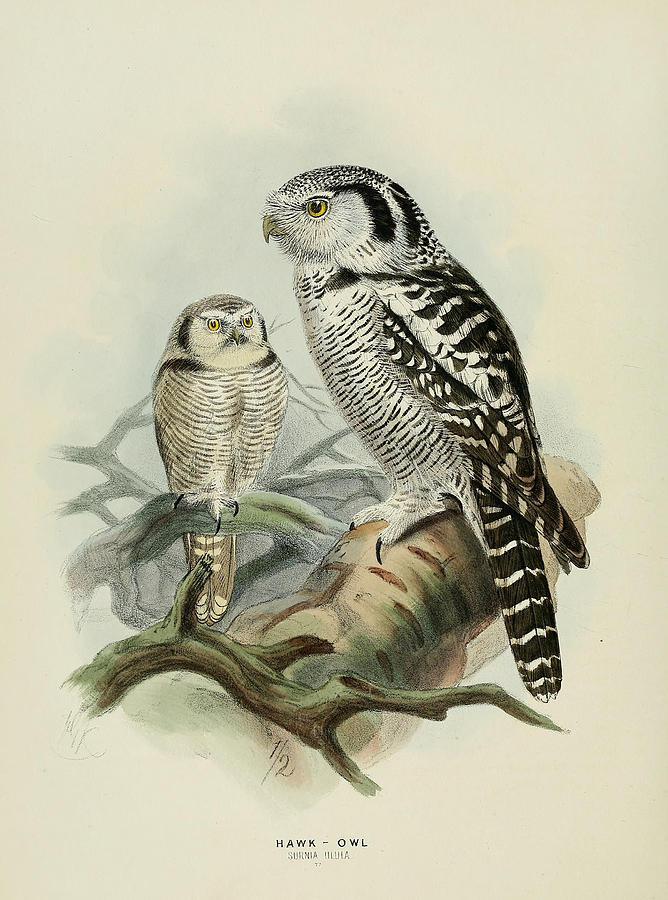 John James Audubon Painting - Hawk Owl by Dreyer Wildlife Print Collections 