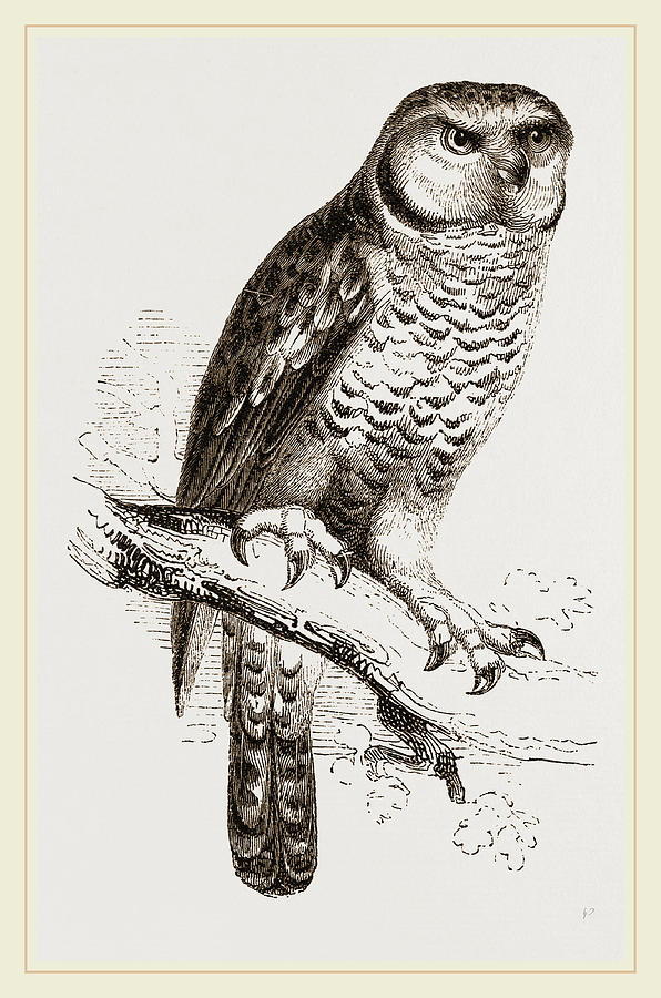Nature Drawing - Hawk-owl by Litz Collection