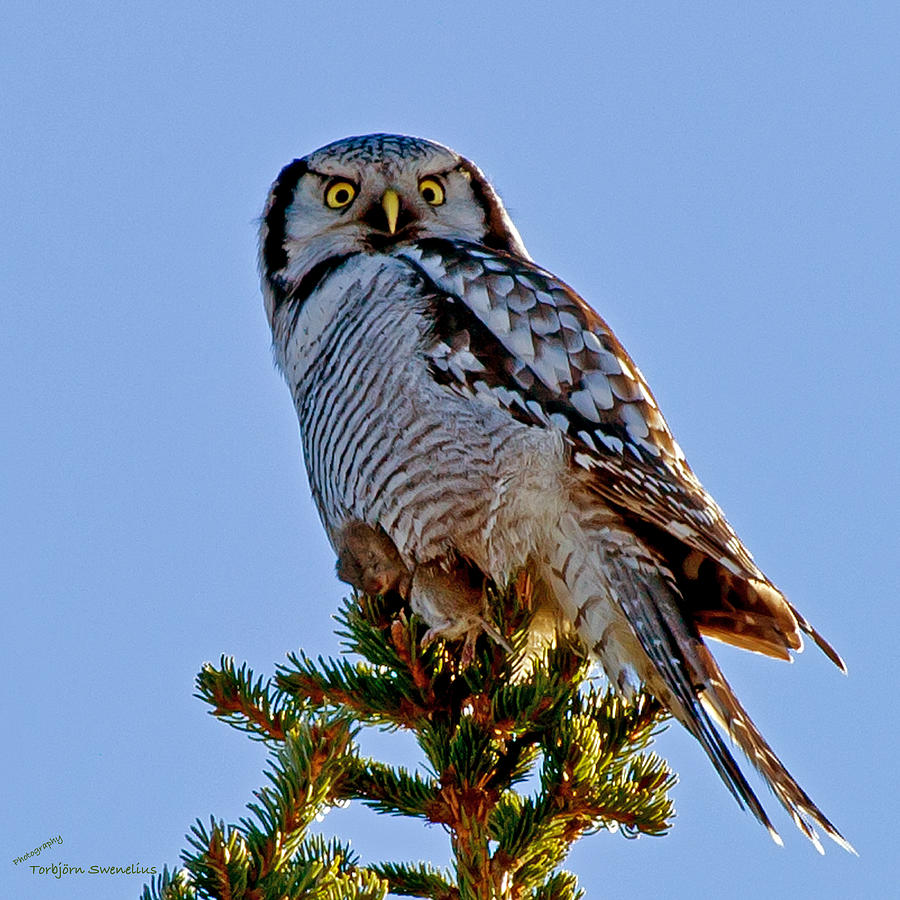 Hawk Owl square Photograph by Torbjorn Swenelius