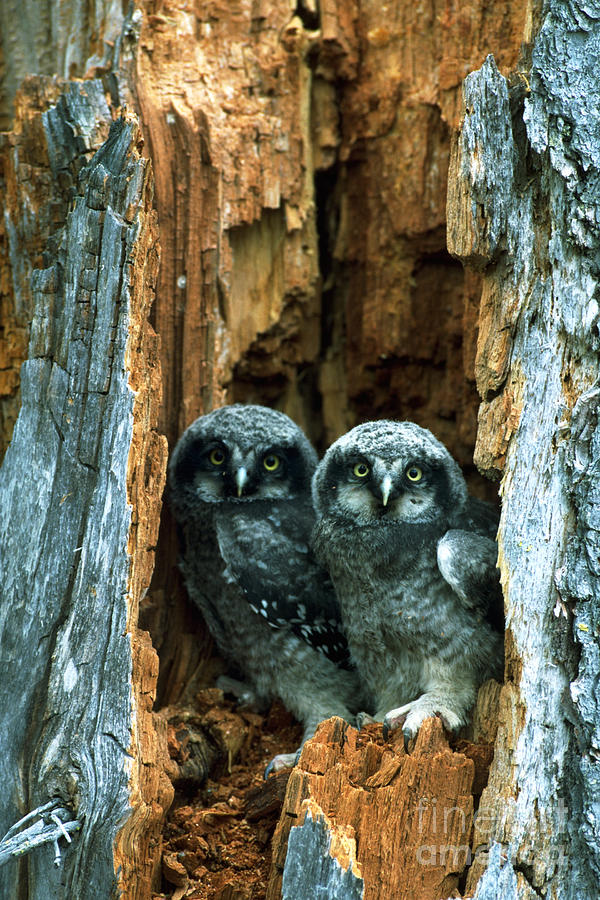 Hawk Owlets Taking A Look Photograph by Art Wolfe