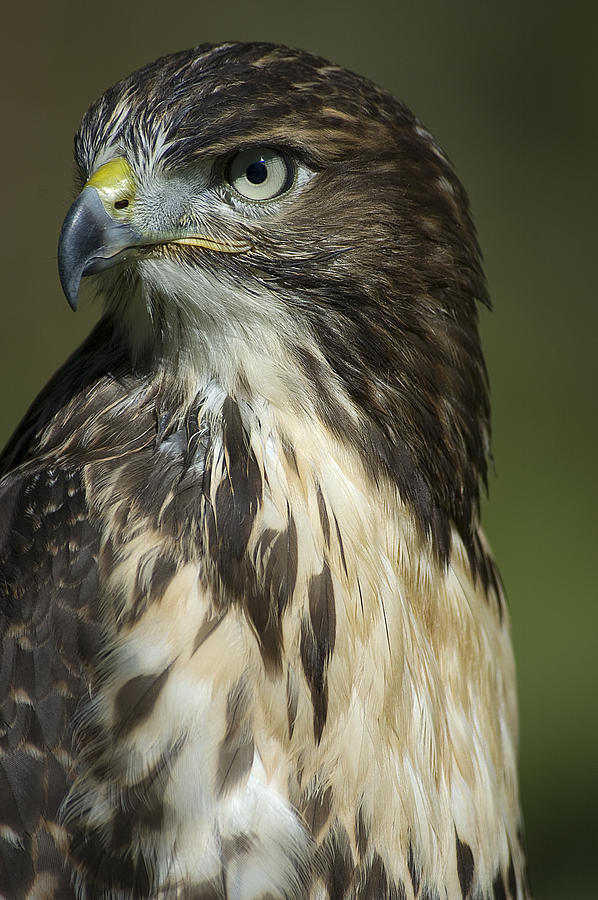 Hawk Photograph by Patrick Boening