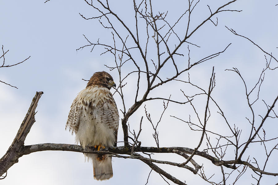 Hawk  Photograph by Peter Lakomy