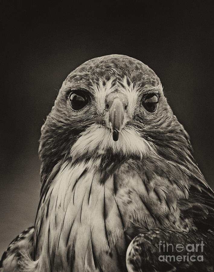 Hawk Portrait Photograph by Les Palenik