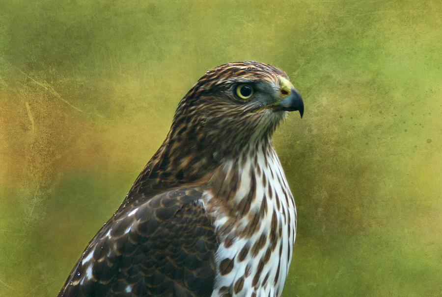 Hawk Portrait Photograph by Sandy Keeton