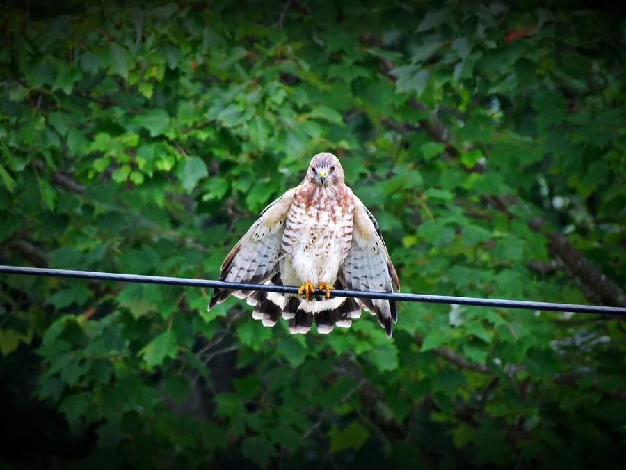 Hawk Posing Photograph by MTBobbins Photography