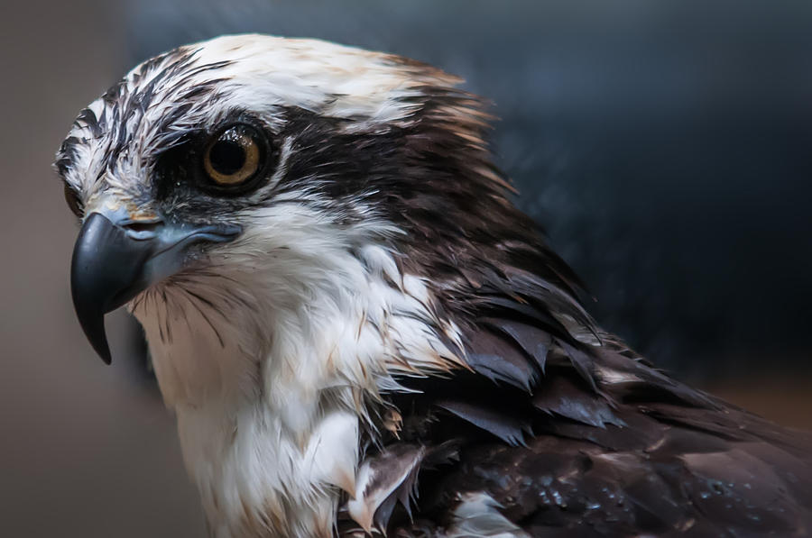 Hawk Profile Photograph by Alex Grichenko
