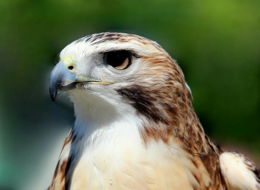 Hawk Profile Photograph by Rosanne Jordan | Fine Art America