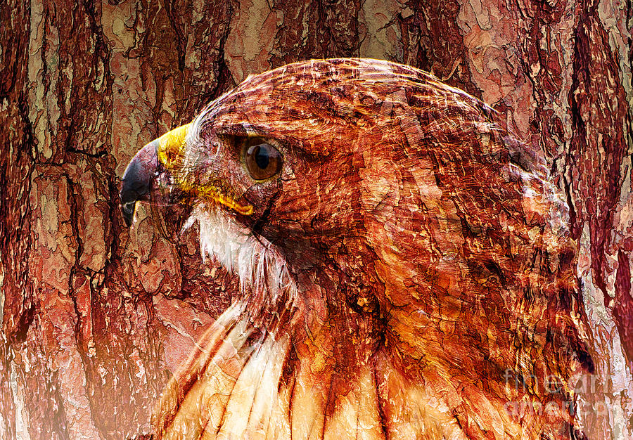 Hawk Profile with texture Photograph by Les Palenik