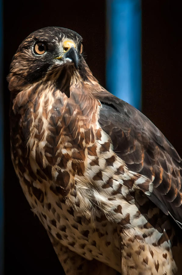 Hawk Raptor Photograph by Alex Grichenko